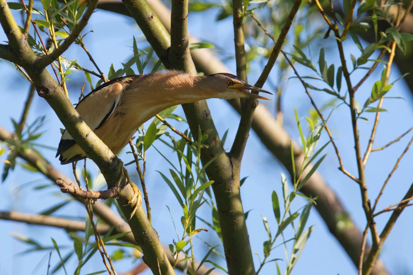 Bukáček malý  ( Ixobrychus minutus )