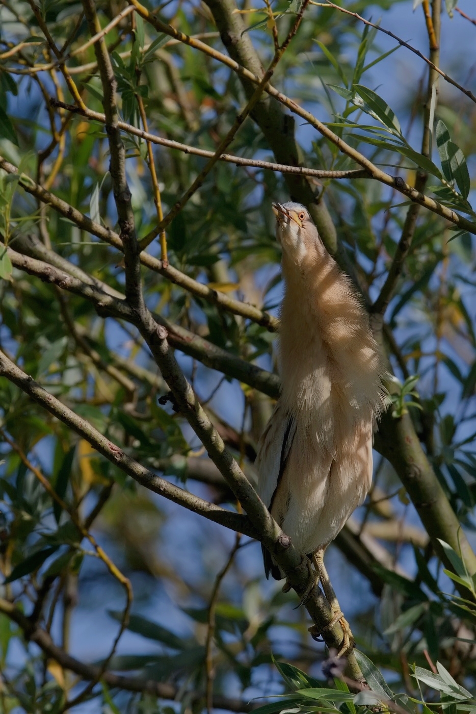 Bukáček malý  ( Ixobrychus minutus )