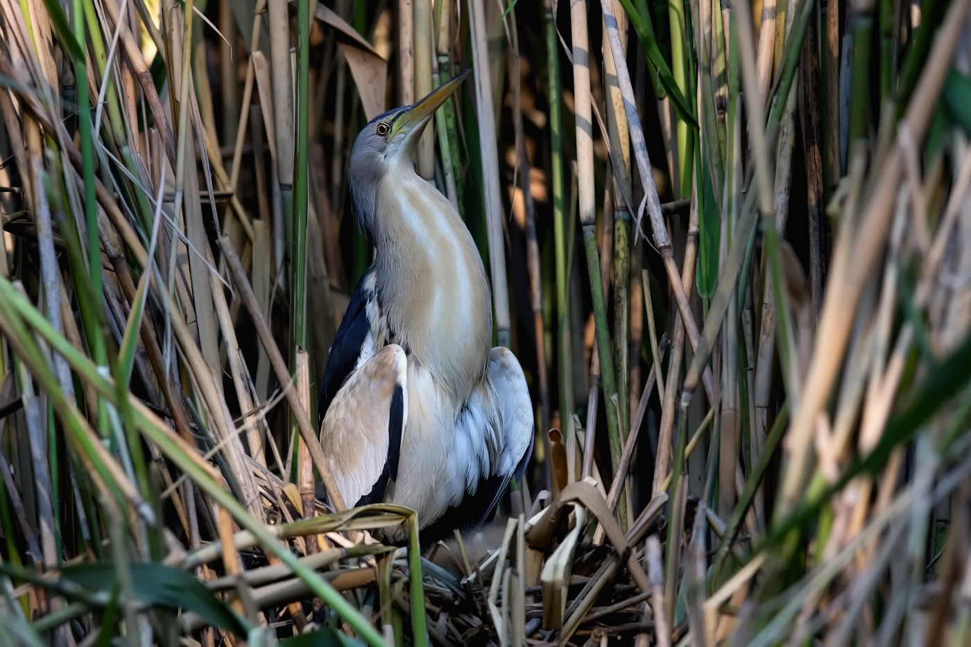 Bukáček malý  ( Ixobrychus minutus )