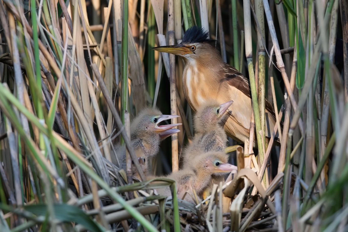 Bukáček malý  ( Ixobrychus minutus )