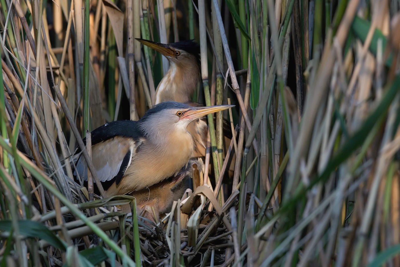 Bukáček malý  ( Ixobrychus minutus )