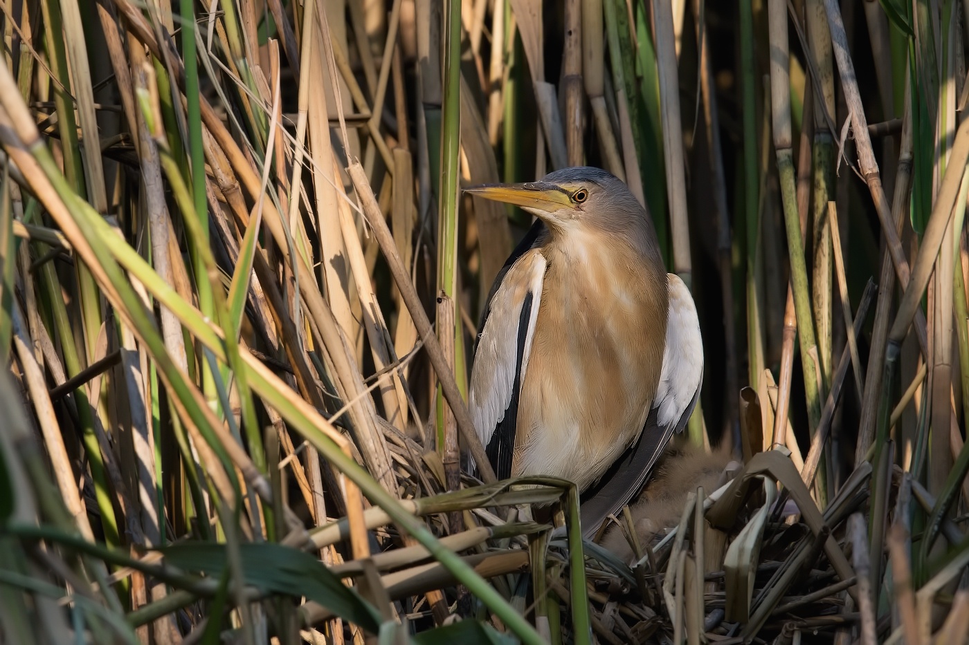 Bukáček malý  ( Ixobrychus minutus )