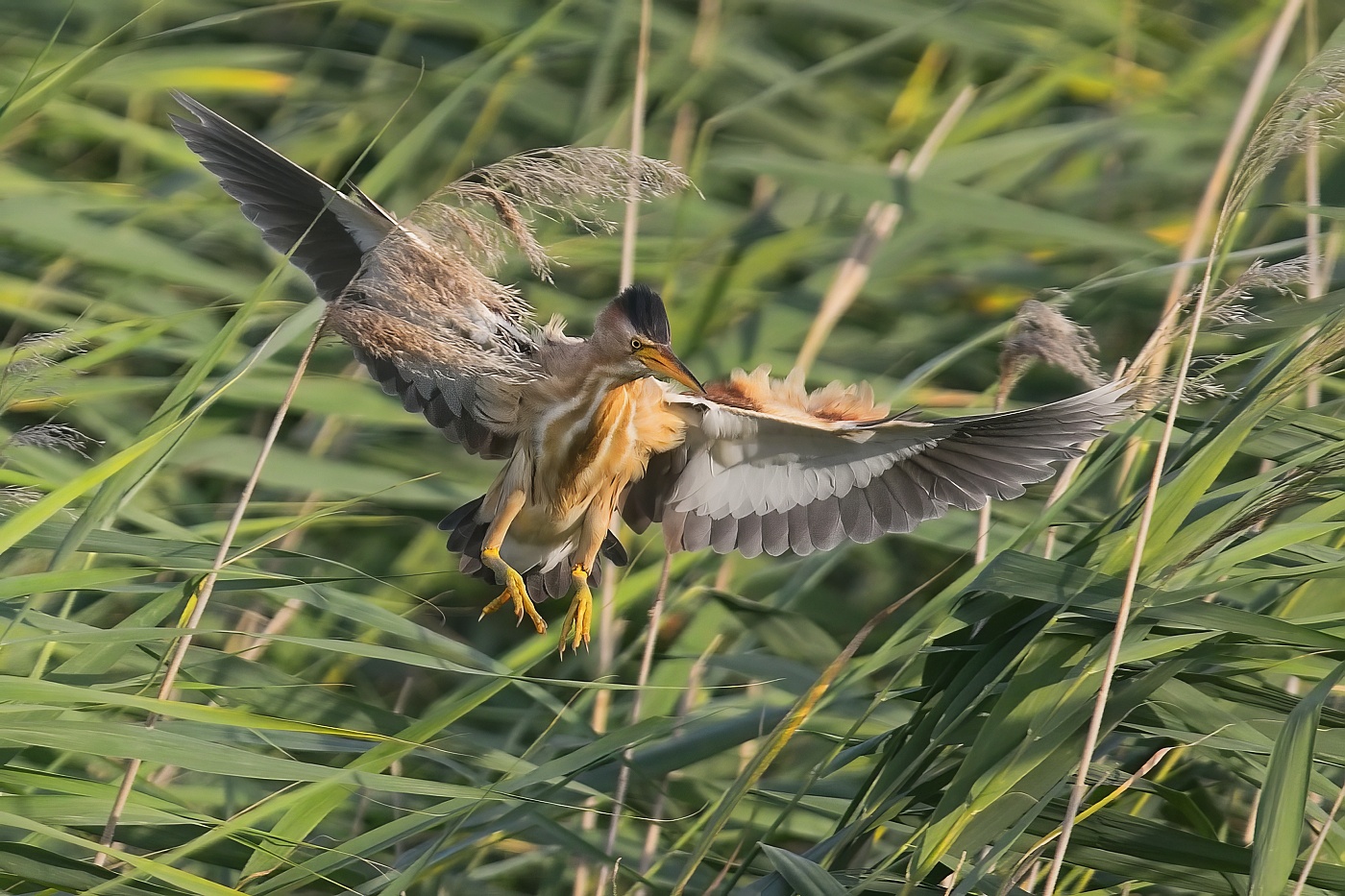 Bukáček malý  ( Ixobrychus minutus )