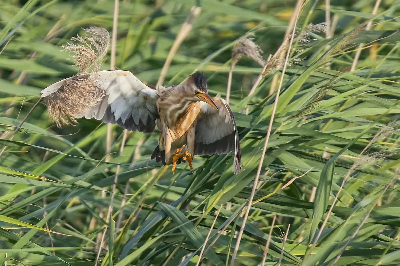 Bukáček malý  ( Ixobrychus minutus )