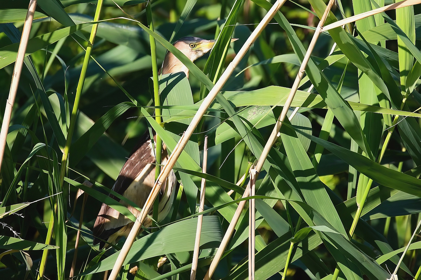 Bukáček malý  ( Ixobrychus minutus )