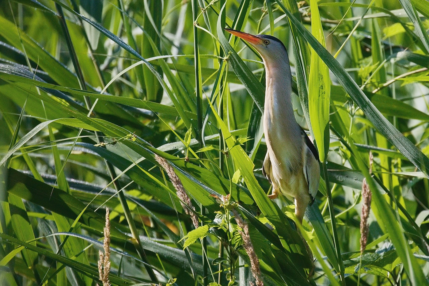 Bukáček malý  ( Ixobrychus minutus )