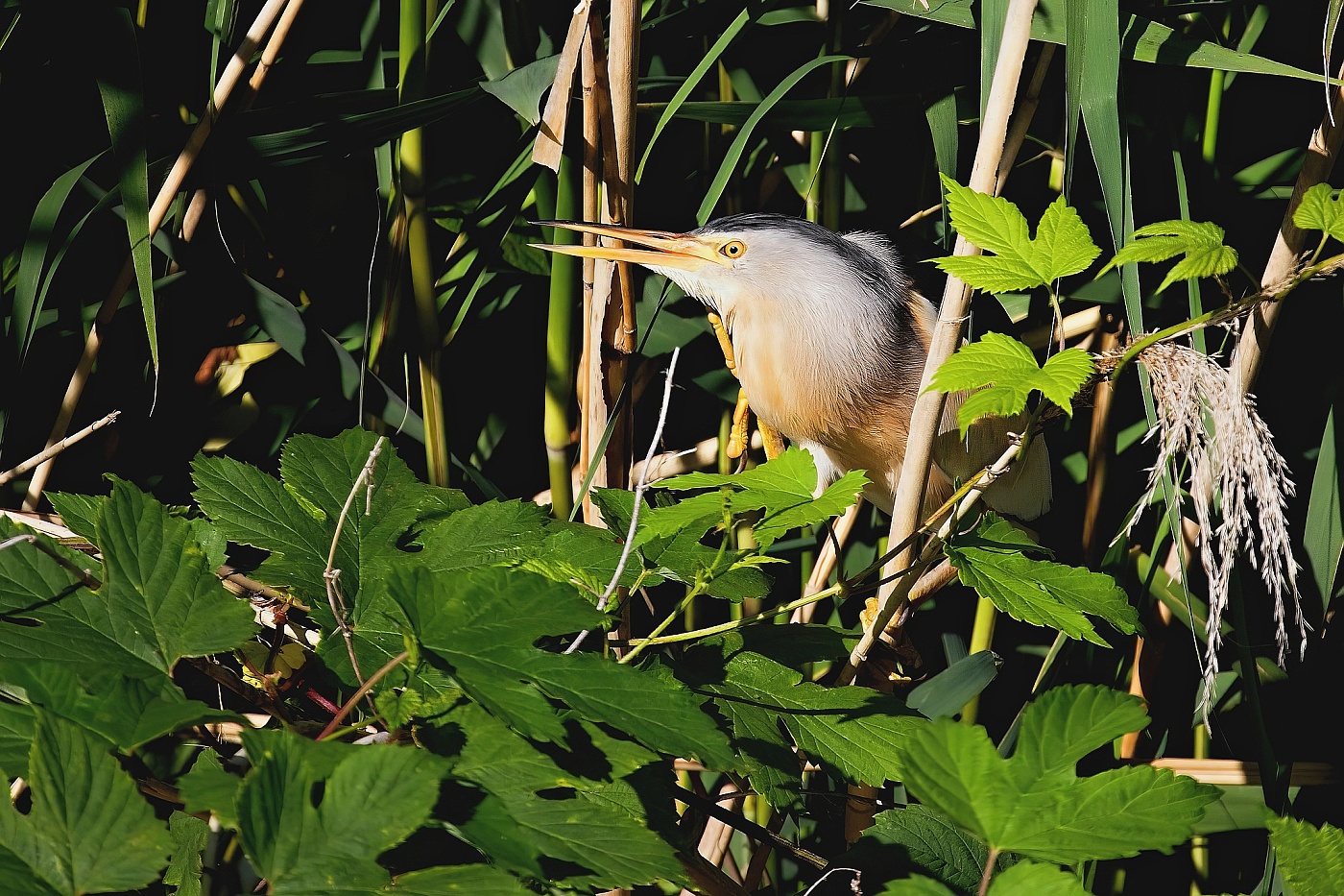 Bukáček malý  ( Ixobrychus minutus )