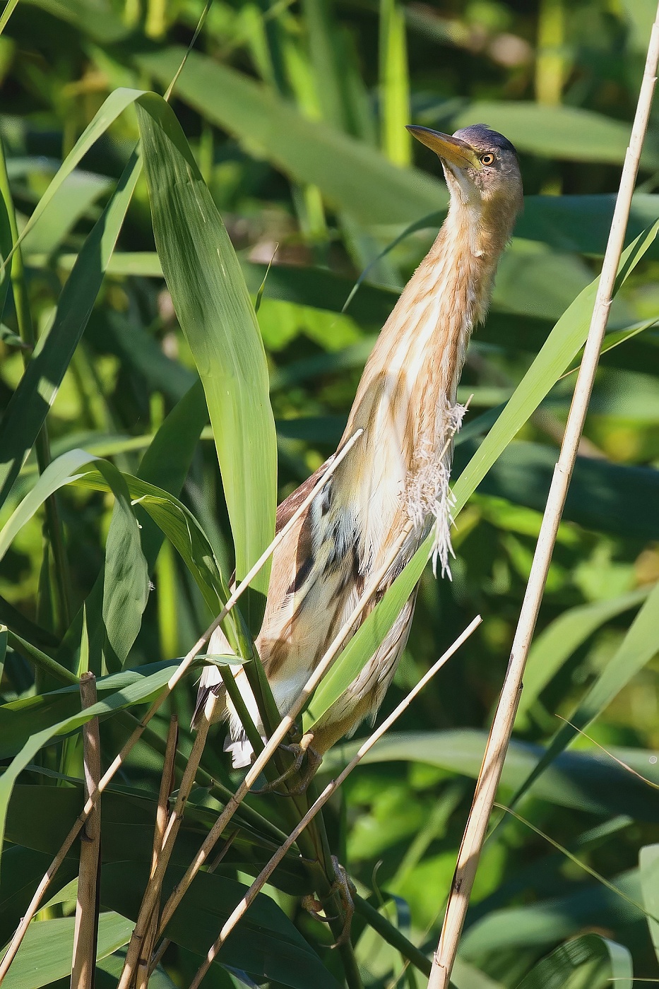 Bukáček malý  ( Ixobrychus minutus )