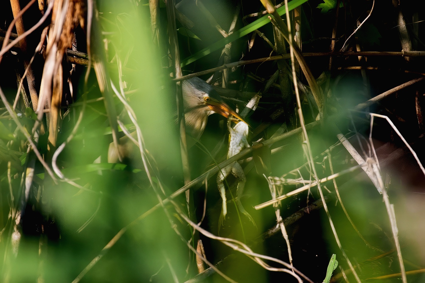 Bukáček malý  ( Ixobrychus minutus )