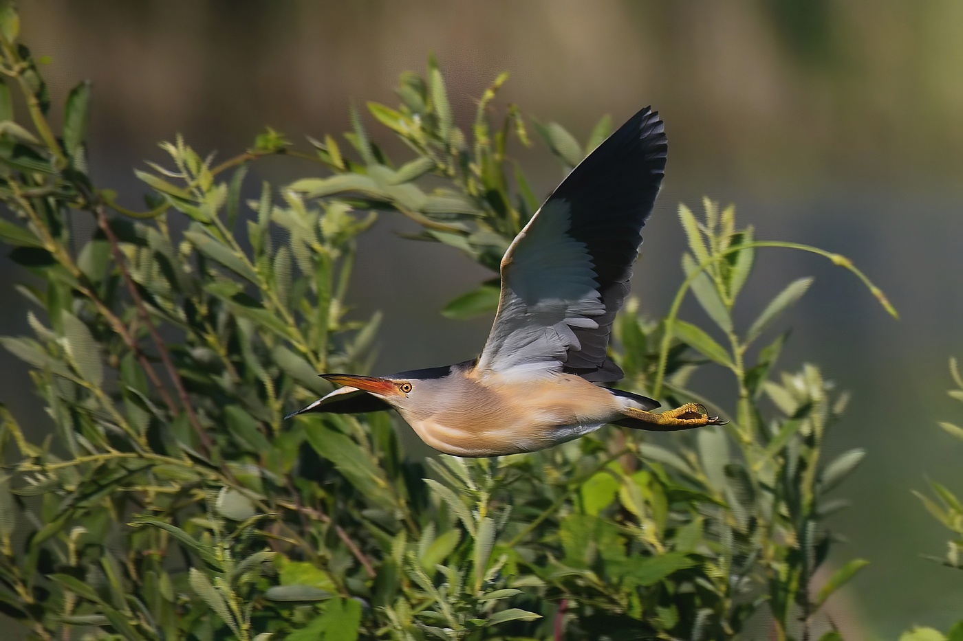 Bukáček malý  ( Ixobrychus minutus )