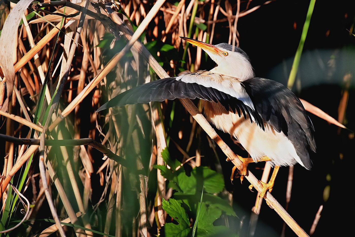 Bukáček malý  ( Ixobrychus minutus )