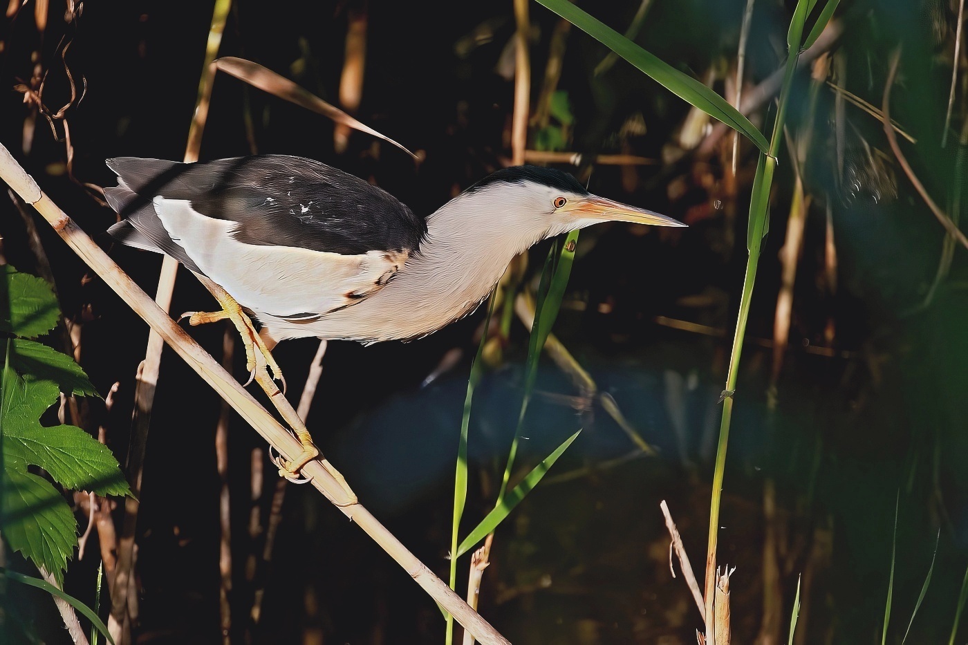 Bukáček malý  ( Ixobrychus minutus )