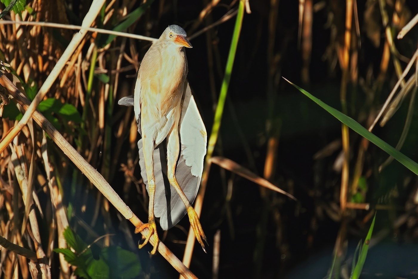 Bukáček malý  ( Ixobrychus minutus )