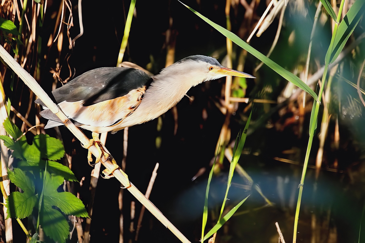 Bukáček malý  ( Ixobrychus minutus )