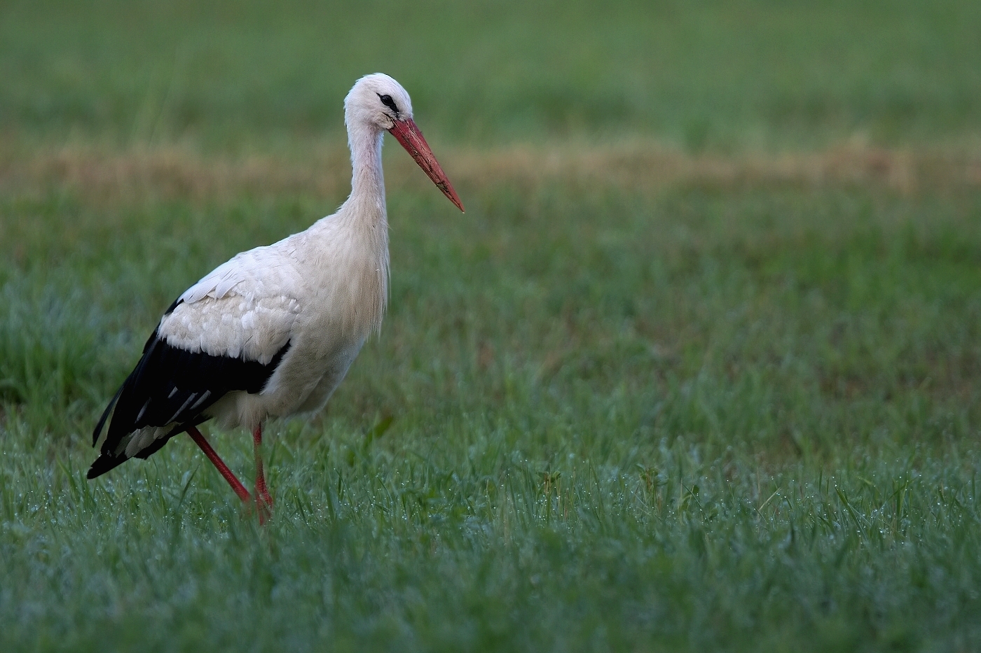 Čáp bílý  ( Ciconia ciconia )