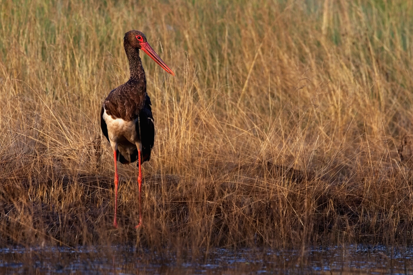 Čáp černý  ( Ciconia nigra  )