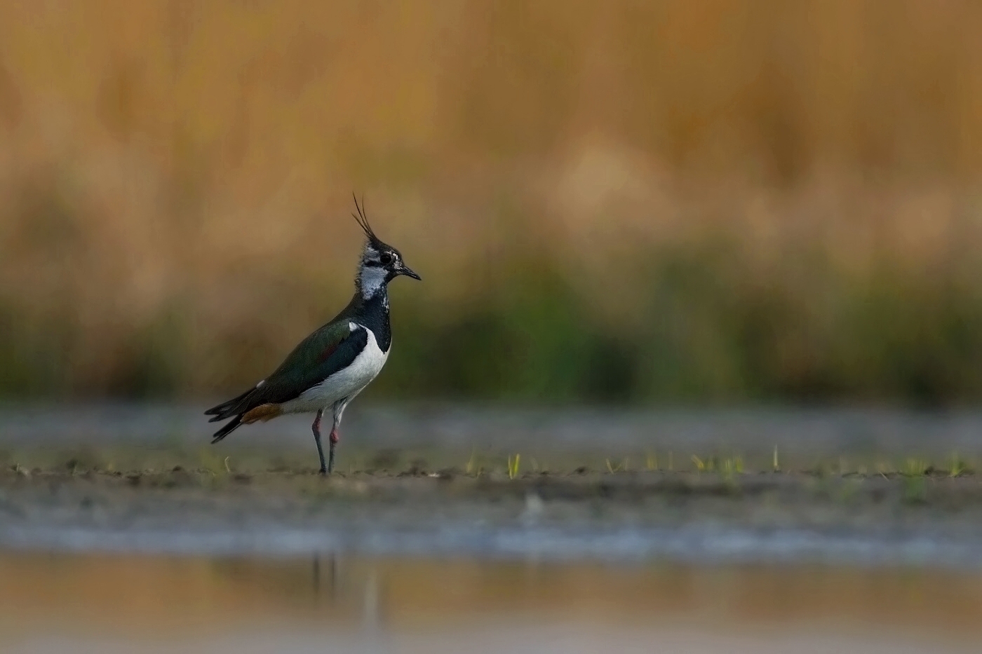 Čejka chocholatá  ( Vanellus vanellus )