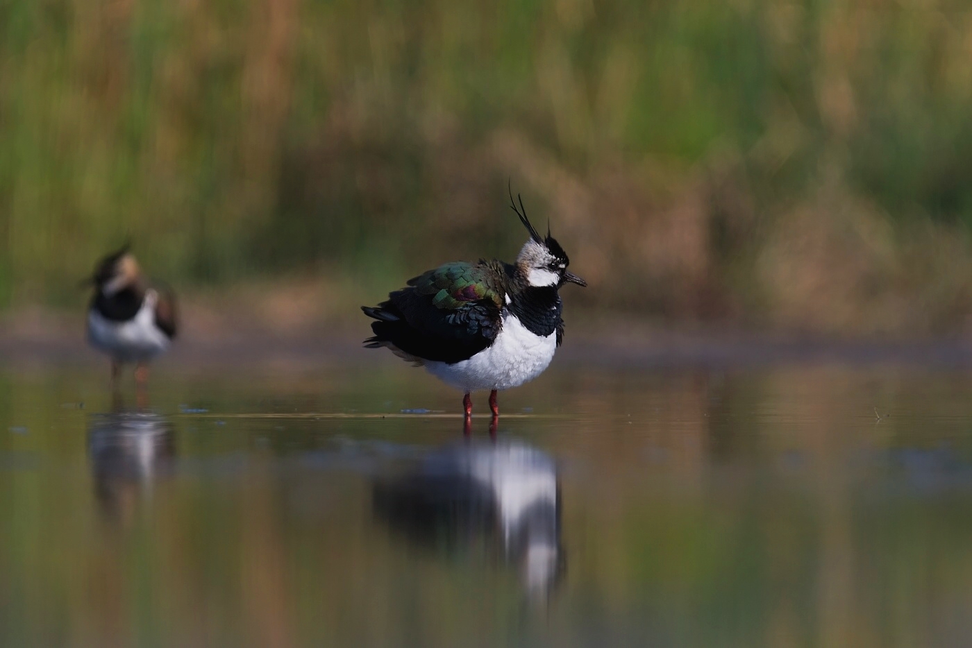 Čejka chocholatá  ( Vanellus vanellus )