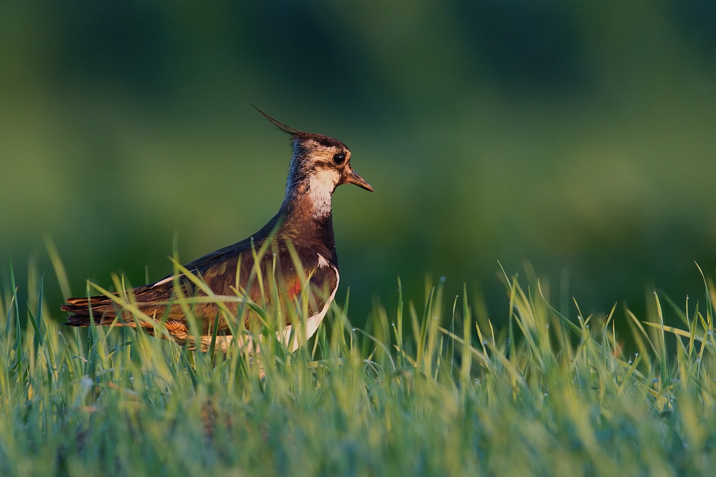 Čejka chocholatá  ( Vanellus vanellus )