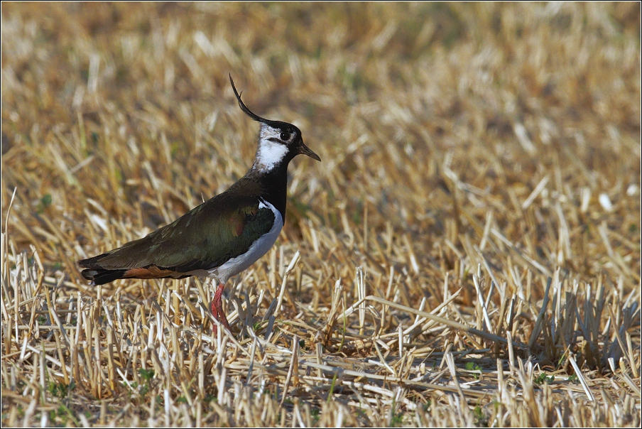 Čejka chocholatá  (Vanellus vanellus )