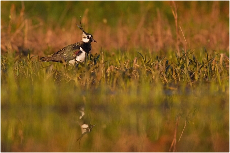 Čejka chocholatá  (Vanellus vanellus )