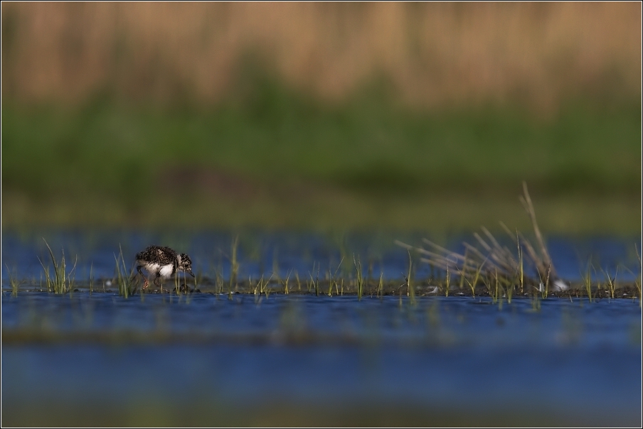 Čejka chocholatá  (Vanellus vanellus )