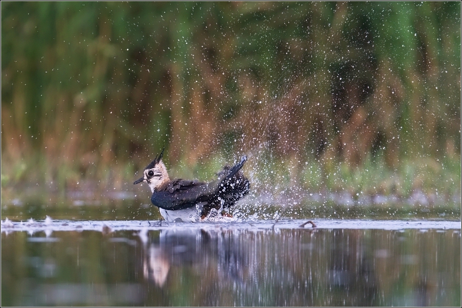 Čejka chocholatá  (Vanellus vanellus )