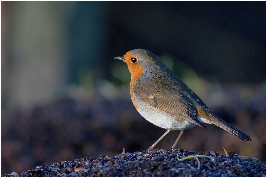 Červenka obecná  ( Erithacus rubecula )