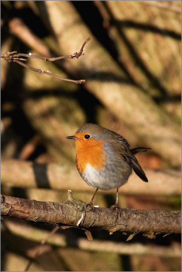 Červenka obecná  ( Erithacus rubecula )