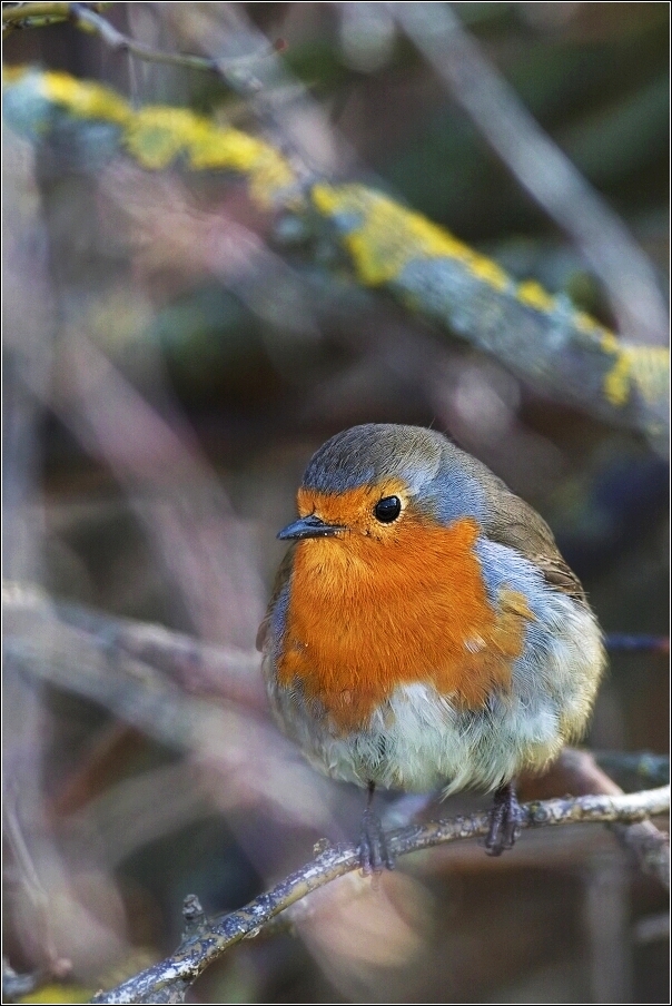 Červenka obecná  ( Erithacus rubecula )