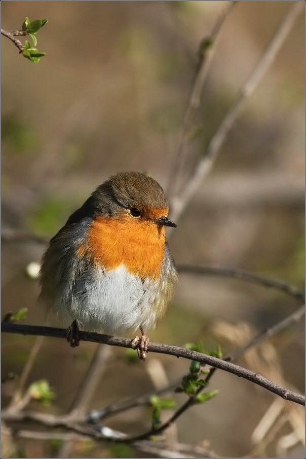 Červenka obecná  ( Erithacus rubecula )