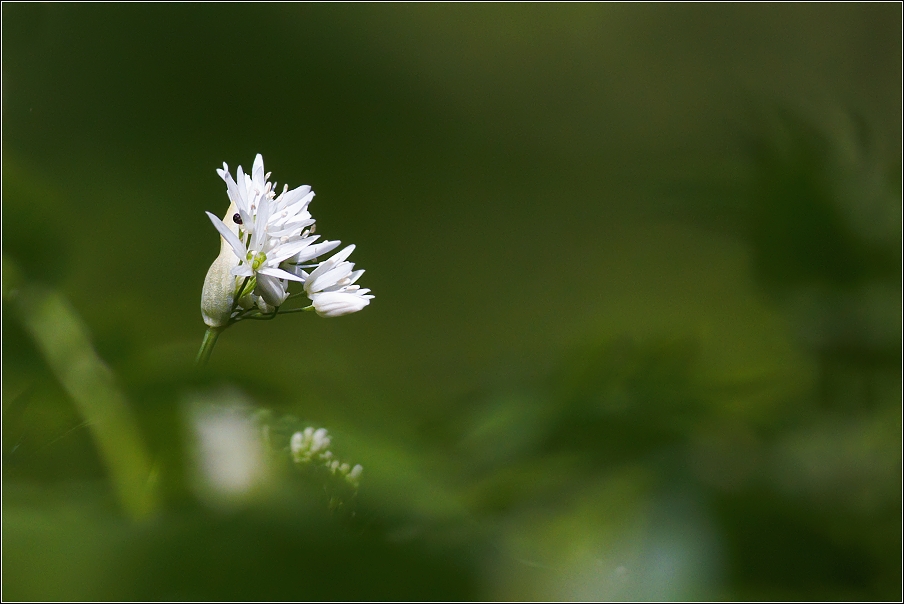 Česnek medvědí ( Allium ursinum )