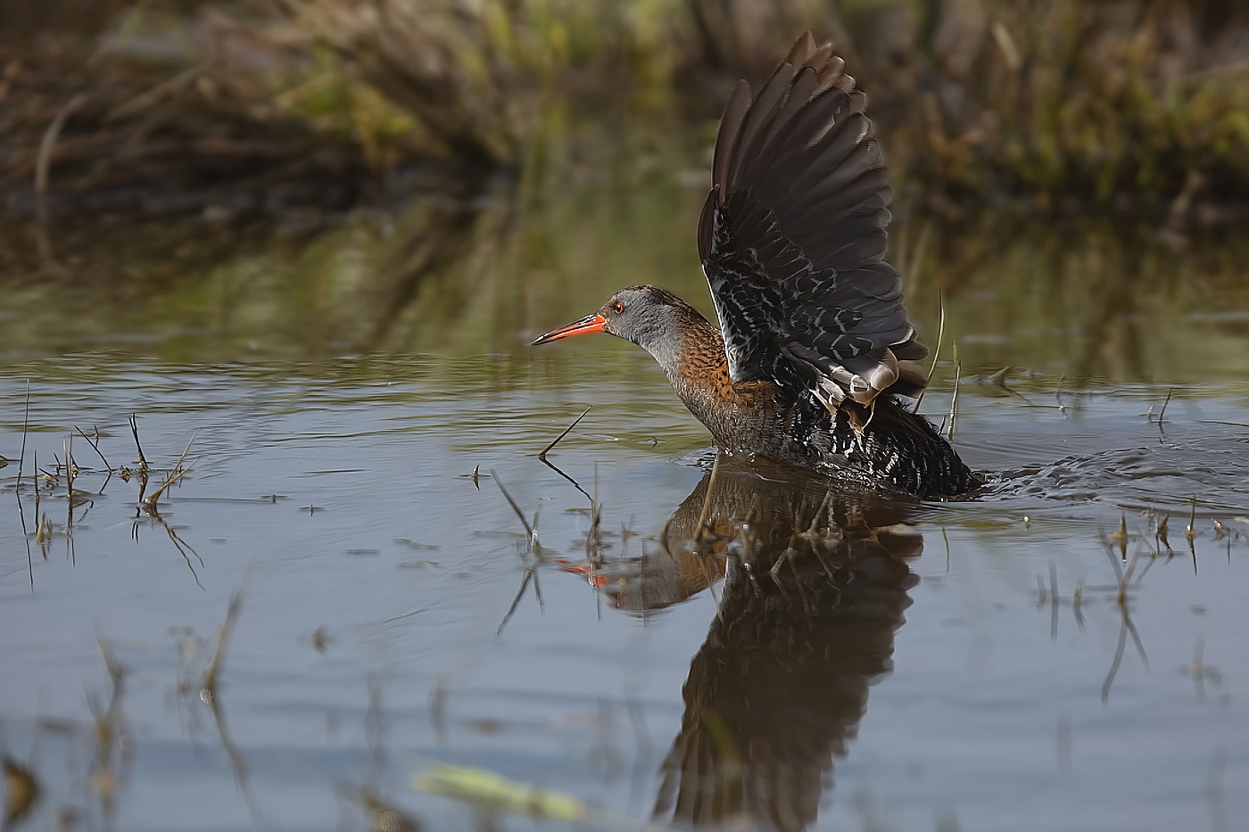 Chřástal vodní  ( Rallus aquaticus )