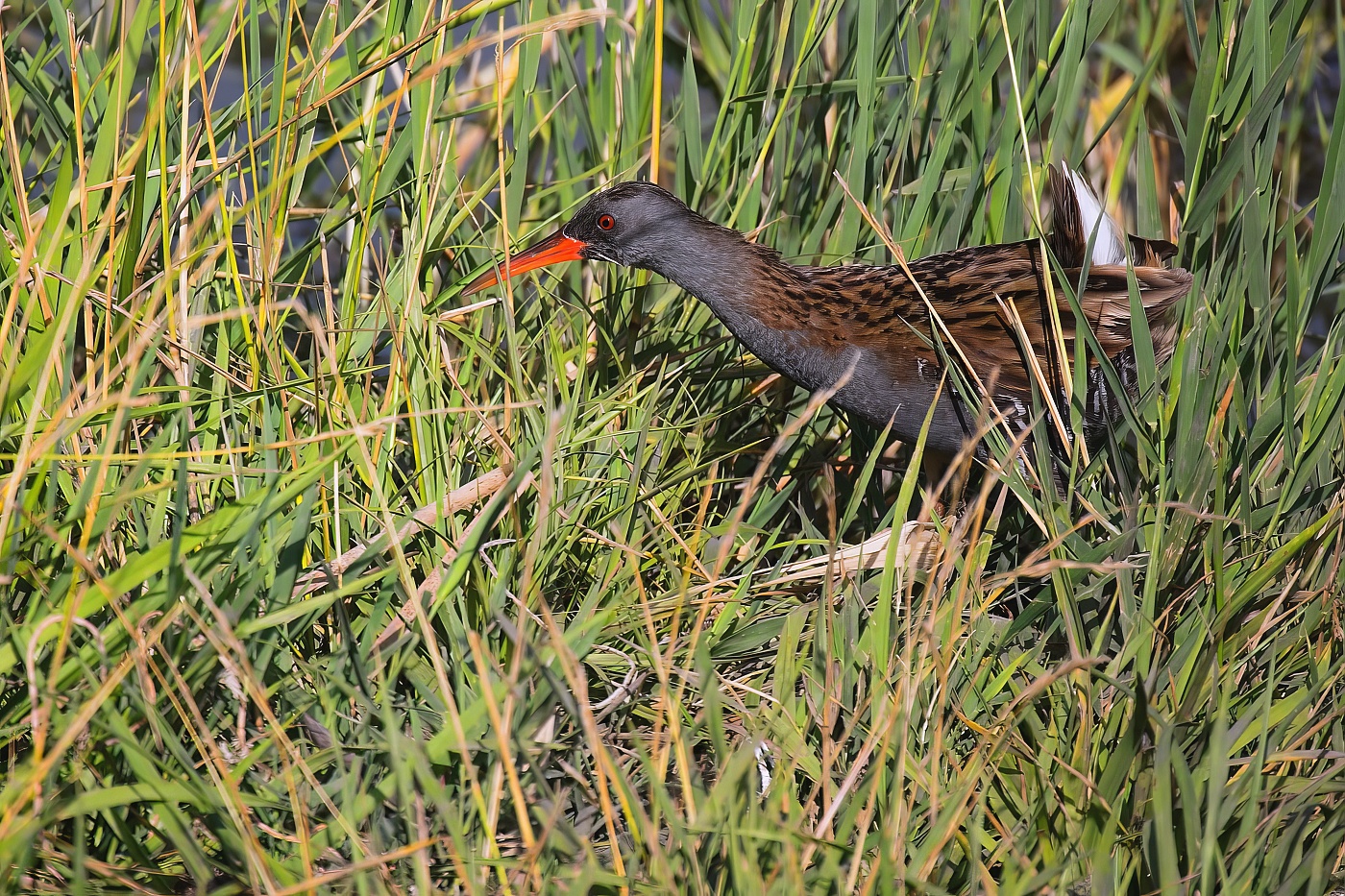 Chřástal vodní  ( Rallus aquaticus )