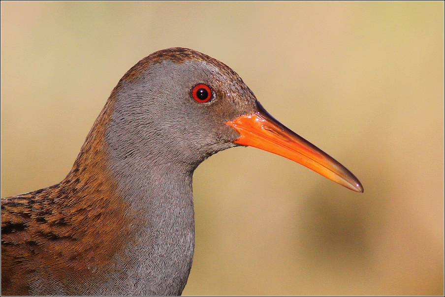 Chřástal vodní  ( Rallus aquaticus )