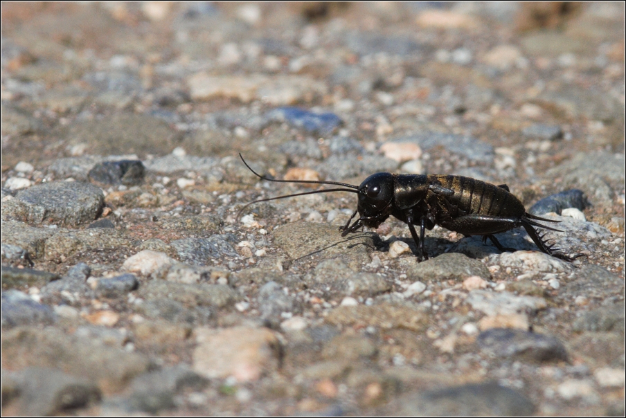 Cvrček polní  ( Gryllus campestris )