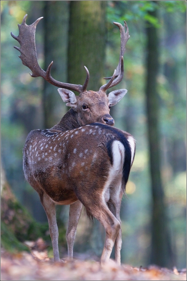 Daněk evropský  ( Cervus dama )