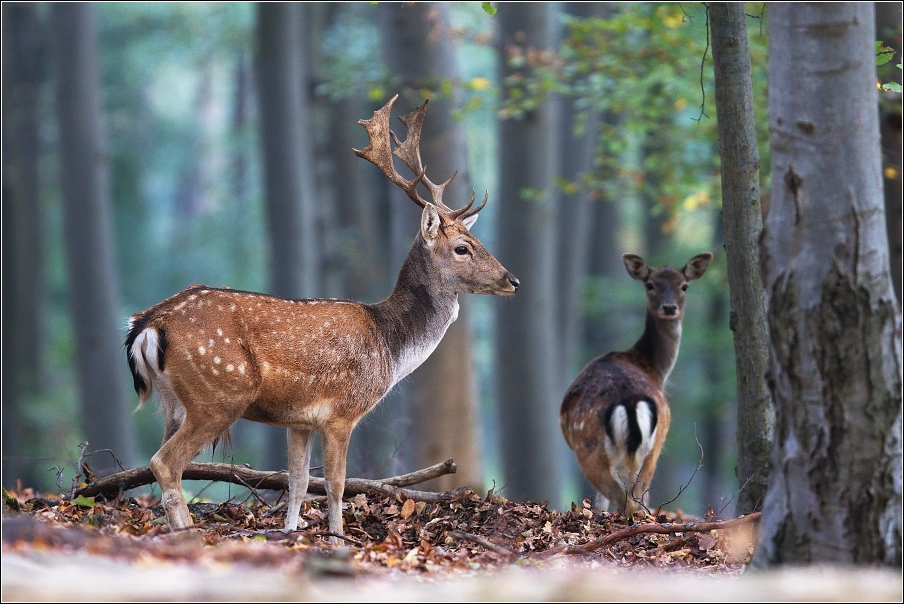 Daněk evropský  ( Cervus dama )