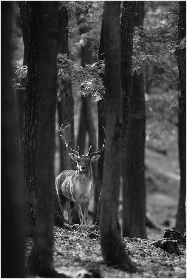 Daněk evropský  ( Cervus dama )