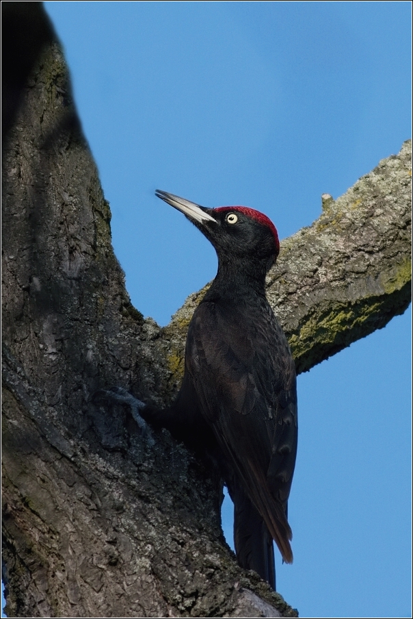 Datel černý ( Dryocopus martius )