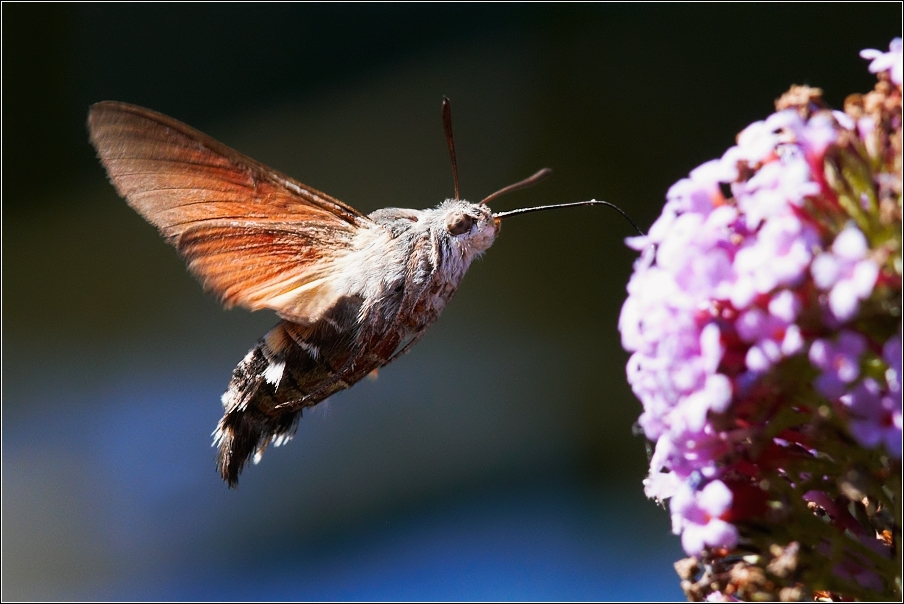 Dlouhozobka svízelová  ( Macroglossum stellatarum )