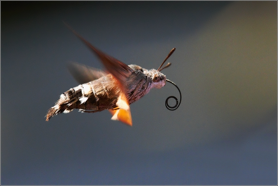 Dlouhozobka svízelová  ( Macroglossum stellatarum )