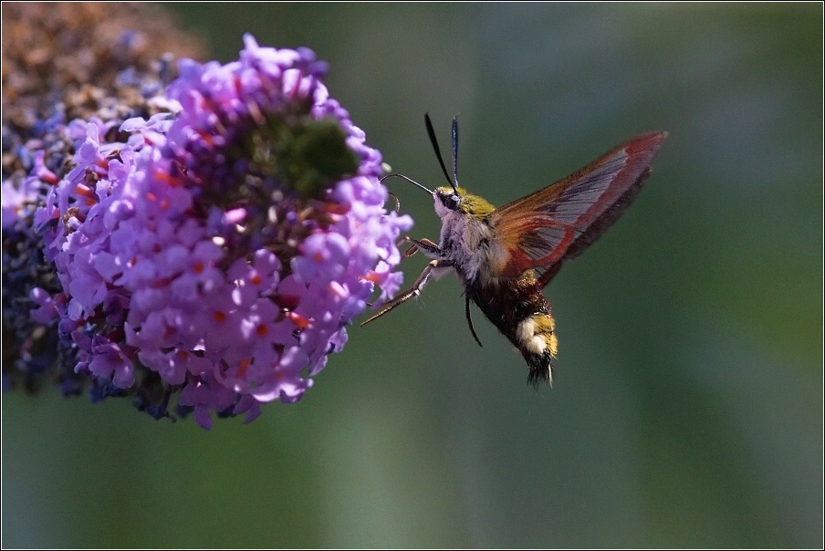 Dlouhozobka zimolezová  ( Hemaris  fuciformis )