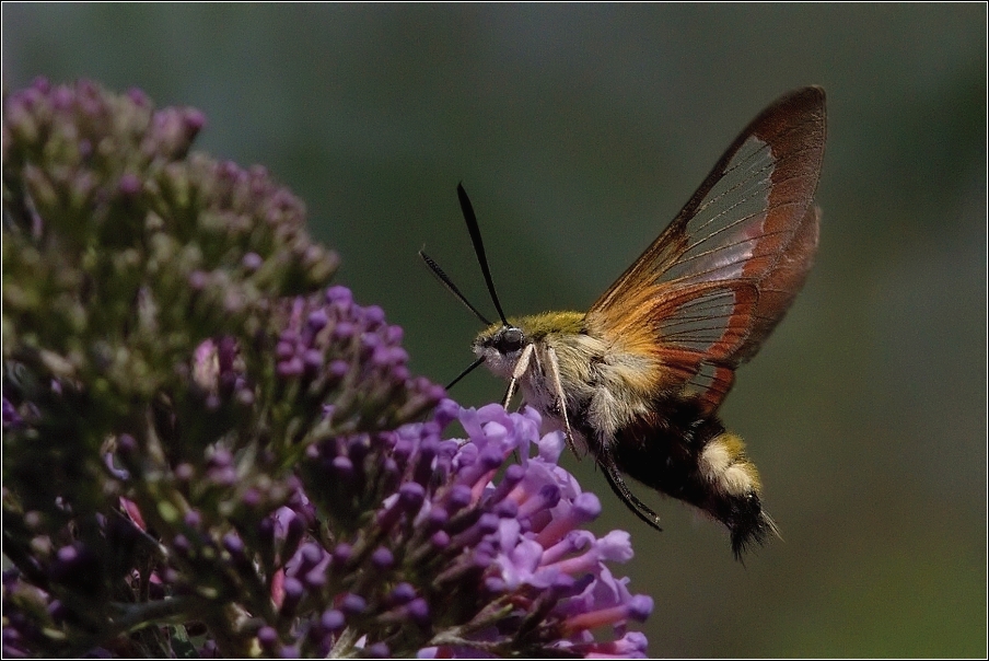 Dlouhozobka zimolezová  ( Hemaris  fuciformis )