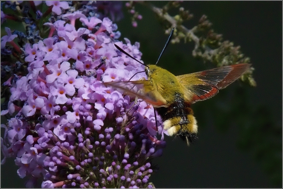 Dlouhozobka zimolezová  ( Hemaris  fuciformis )