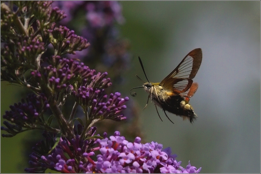 Dlouhozobka zimolezová  ( Hemaris  fuciformis )