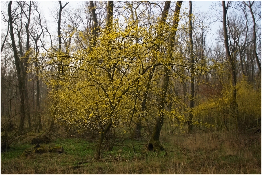 Dřín obecný  ( Cornus mas )