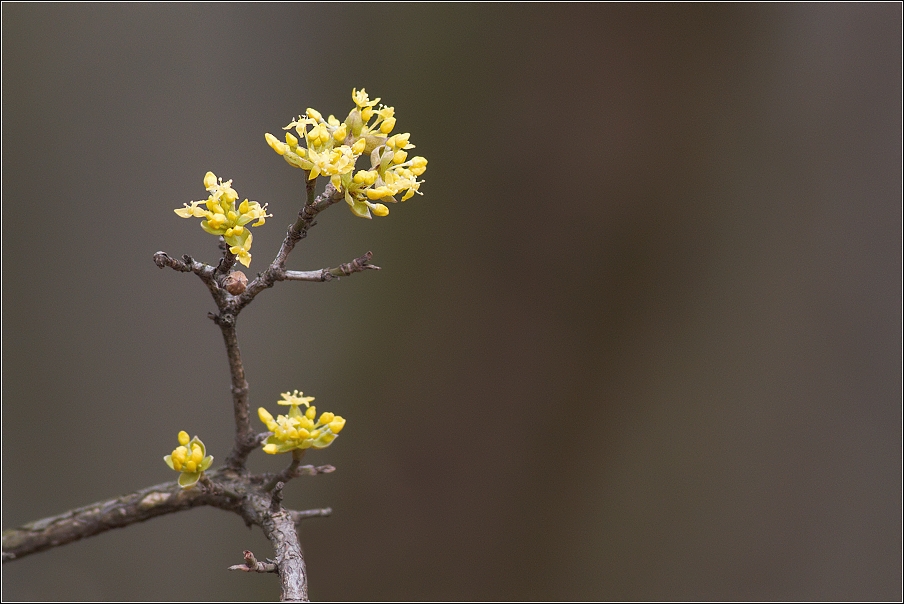 Dřín obecný  ( Cornus mas L. )