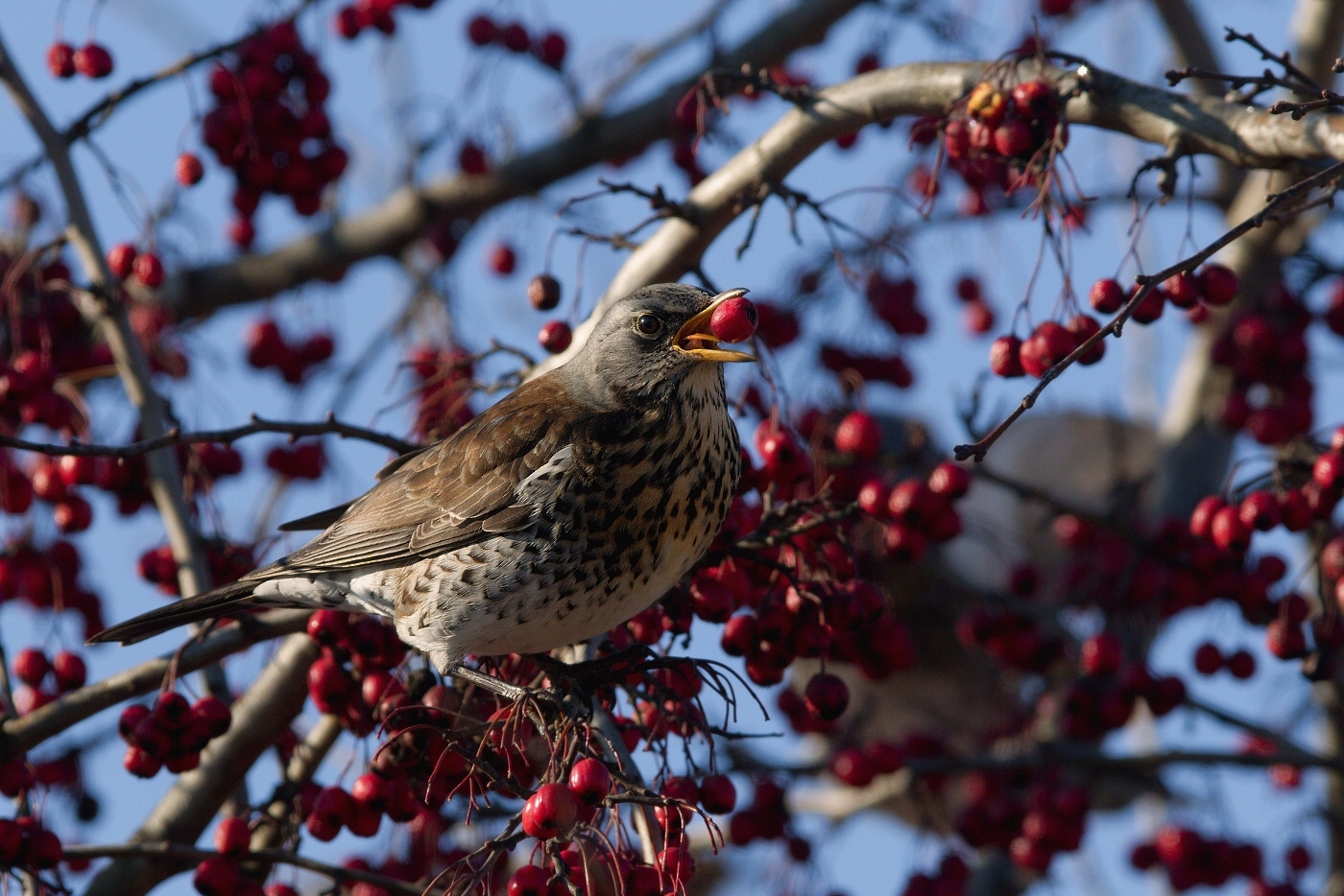 Drozd kvíčala  ( Turdus pilaris )