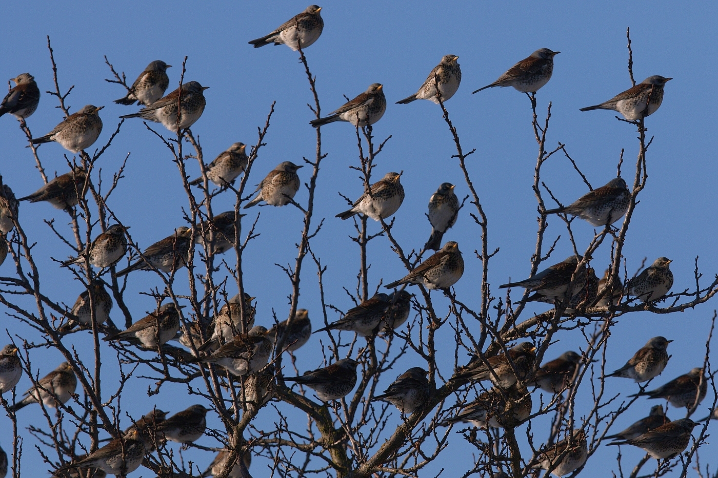 Drozd kvíčala  ( Turdus pilaris )